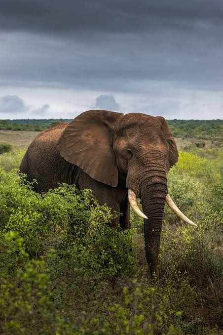 African Elephant