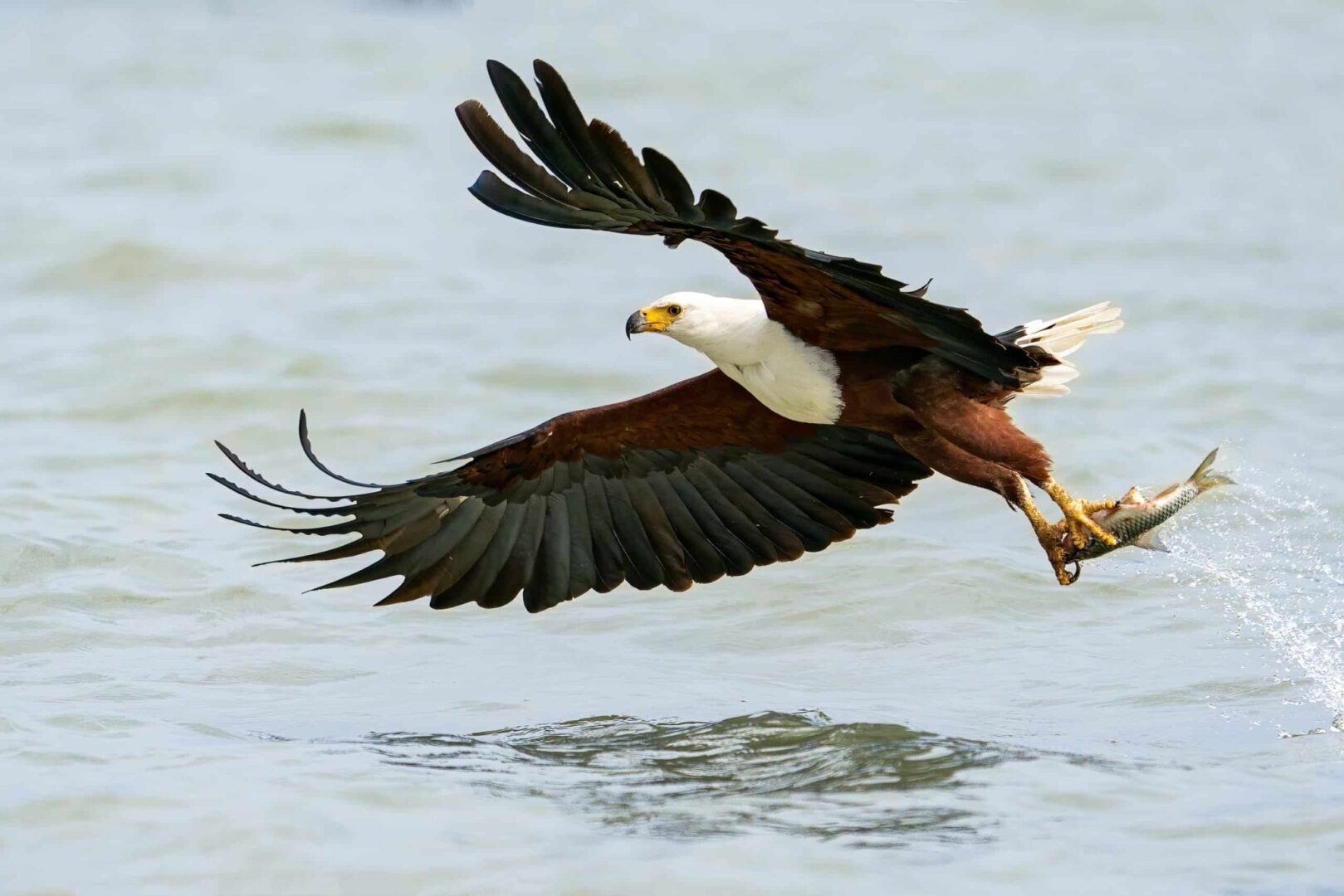 African-Fish-Eagle
