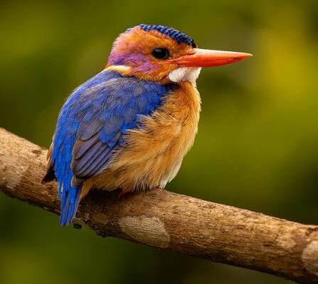 African Pygmy Kingfisher in Murchison Falls National Park