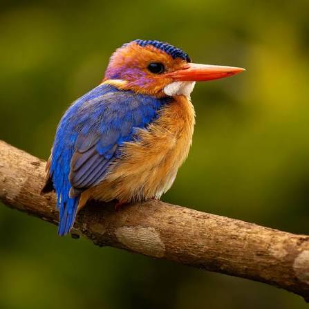 African Pygmy Kingfisher