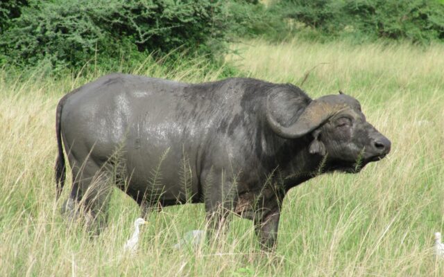 African Buffalo in Murchison Falls National Park