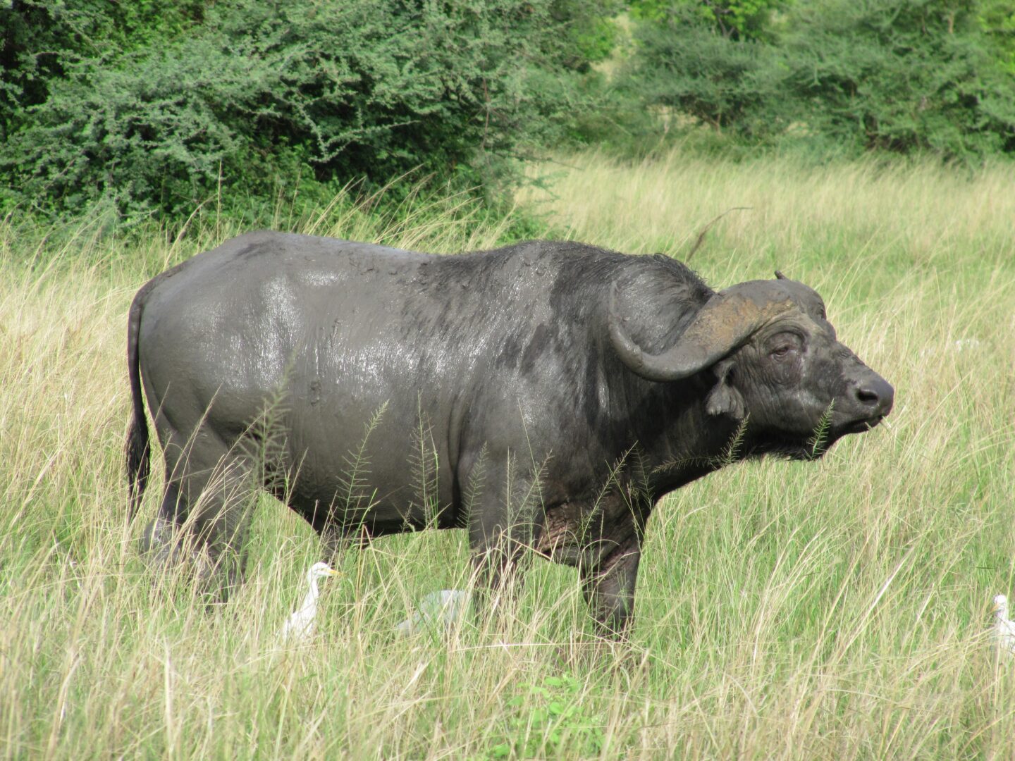 African_Buffalo_in_Murchison_Falls_National_Park