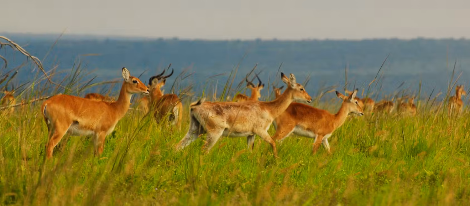 Anilmals at murchison falls