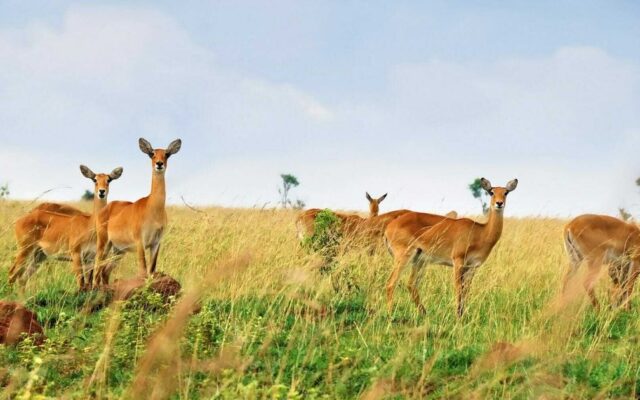 Antelopes of Murchison Falls National Park