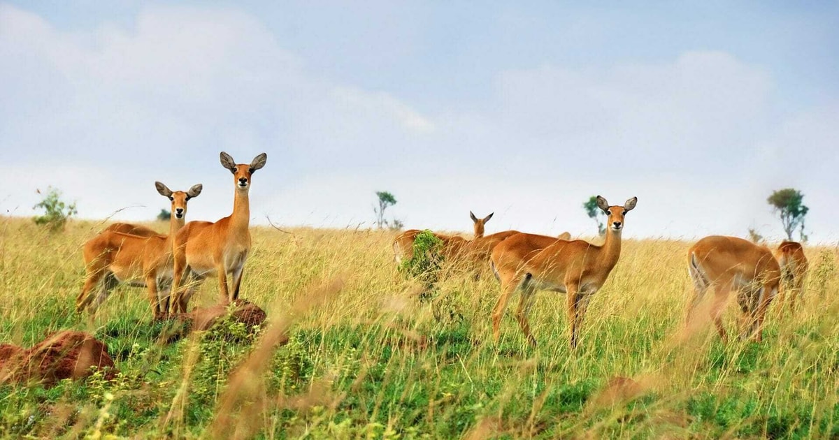 Antelopes