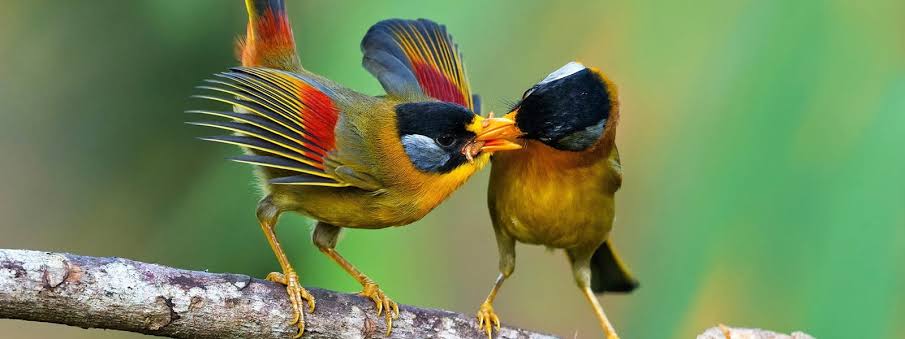 Bird Photography
