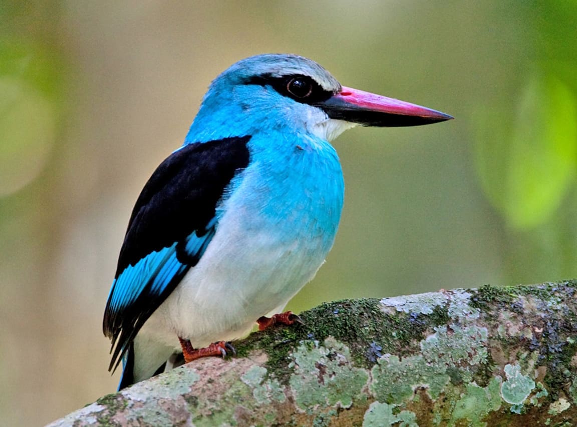 Bird Research
