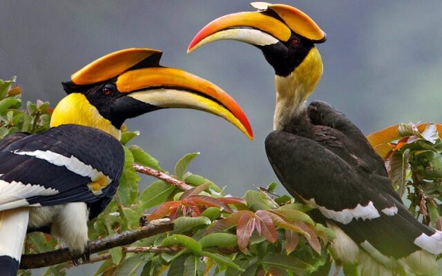 Bird Watching in Murchison Falls National Park
