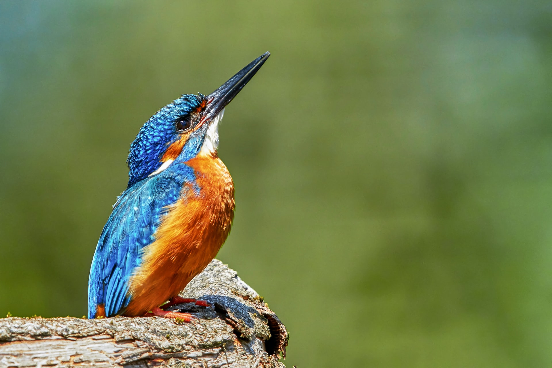 Birding-MFNP