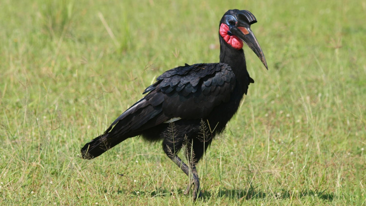 Birds-in-Murchison-Falls-National-Park