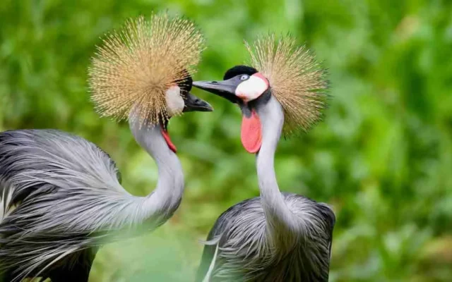 Grey Crowned Crane in Murchison Falls National Park