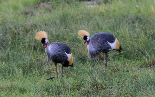 Black Crowned Crane in Murchison Falls National Park