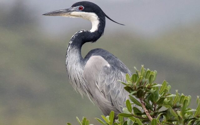 Black-headed Heron in Murchison Falls National Park
