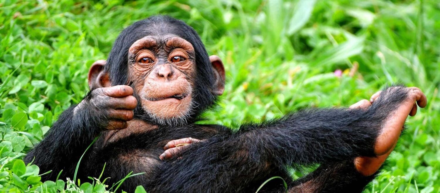 Chimpanzees-in-Bwindi