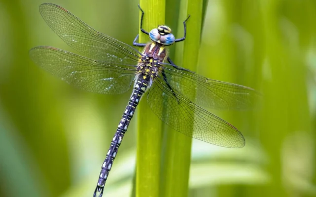 Dragonflies of Murchison Falls National Park