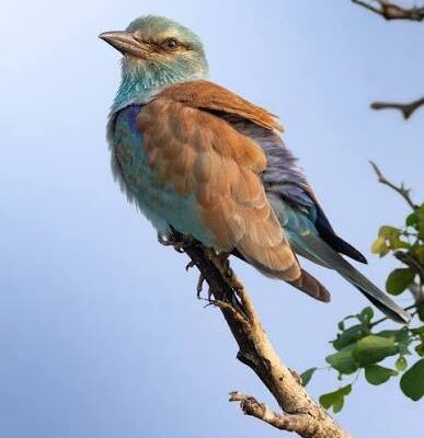 European Roller in Murchison Falls National Park