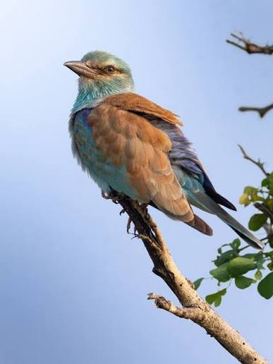 European Roller