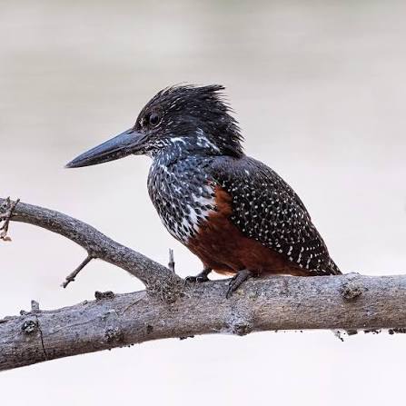 Giant Kingfisher