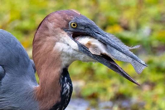 Goliath Heron in Murchison Falls National Park