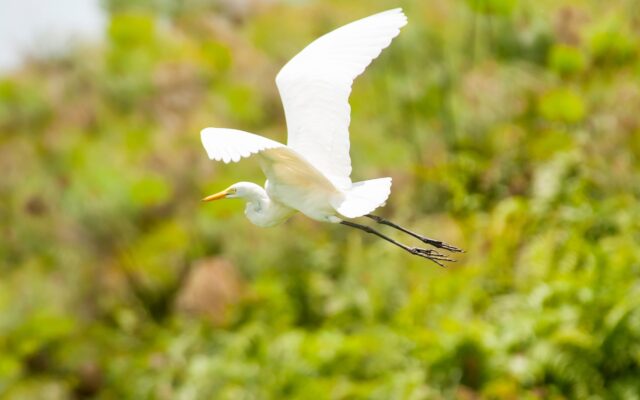 Great Egret in Murchison Falls National Park