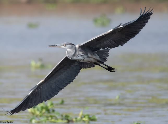 Grey Heron