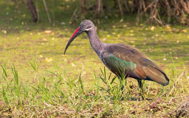 Hadada Ibis in Murchison Falls National Park