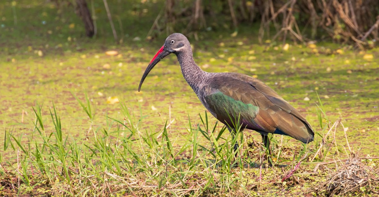 Hadada-ibis-in-Uganda