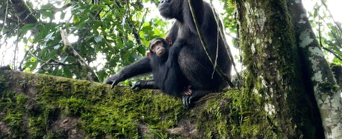 Kibale-National-Park