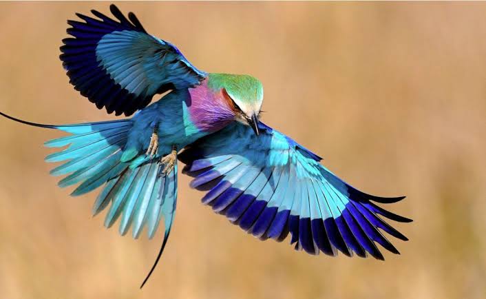 Lilac-breasted Roller