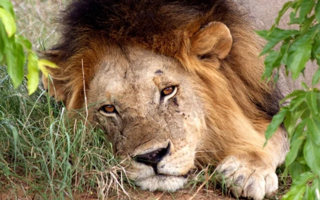 Lion in Murchison Falls National Park