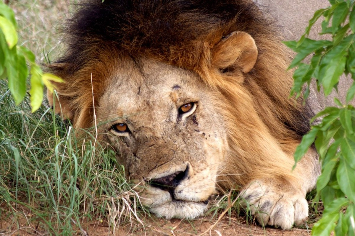 Lions-in-Murchison-falls-national-park