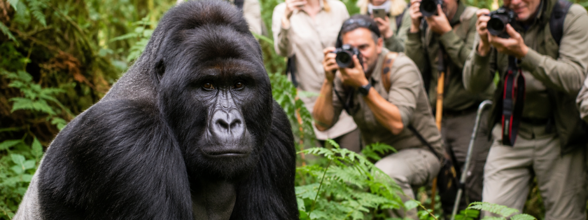 Luxury-Gorilla-Safari-Uganda-2