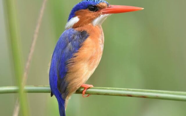 Malachite Kingfisher in Murchison Falls National Park