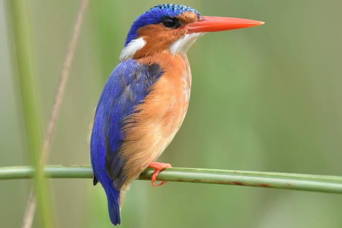Malachite Kingfisher