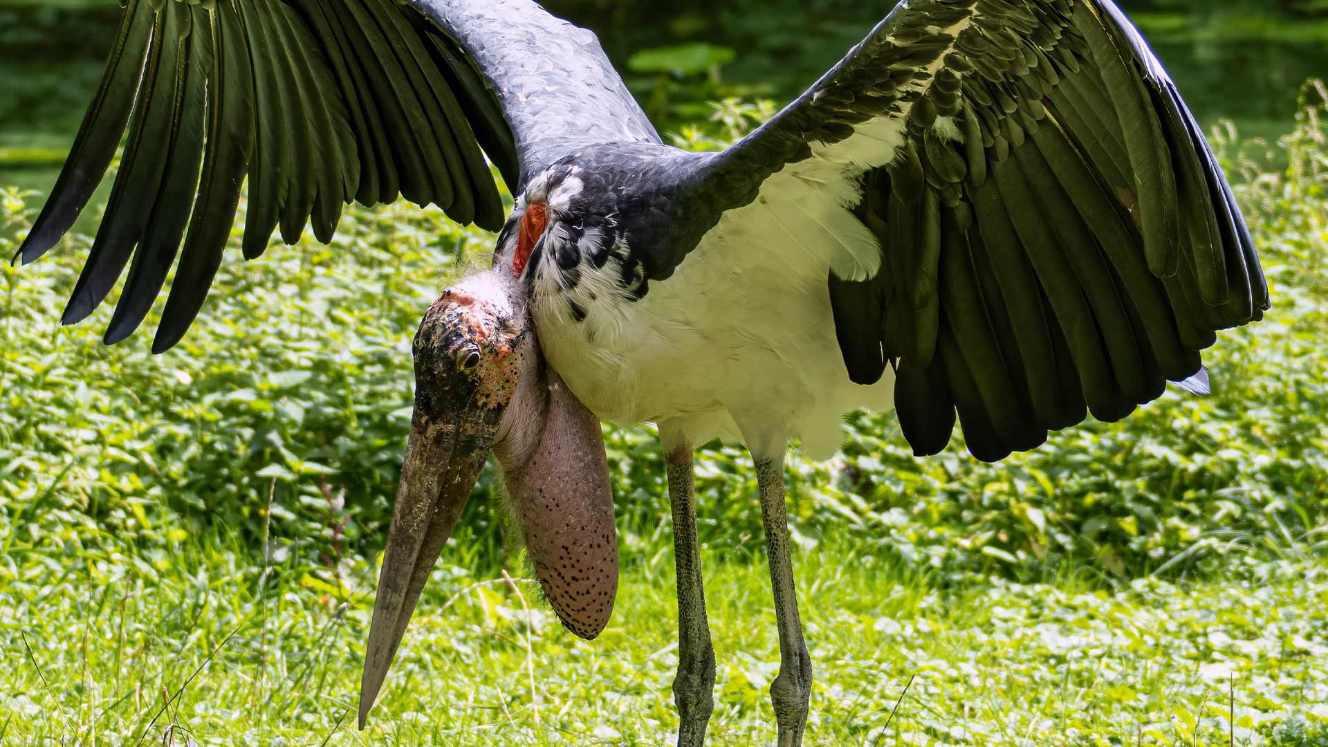 Marabou-Stork_Visit-Africa-06