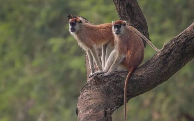 Patas Monkey in Murchison Falls National Park