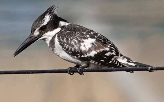 Pied Kingfisher in Murchison Falls National Park