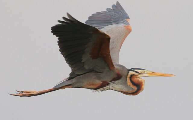 Purple Heron in Murchison Falls National Park