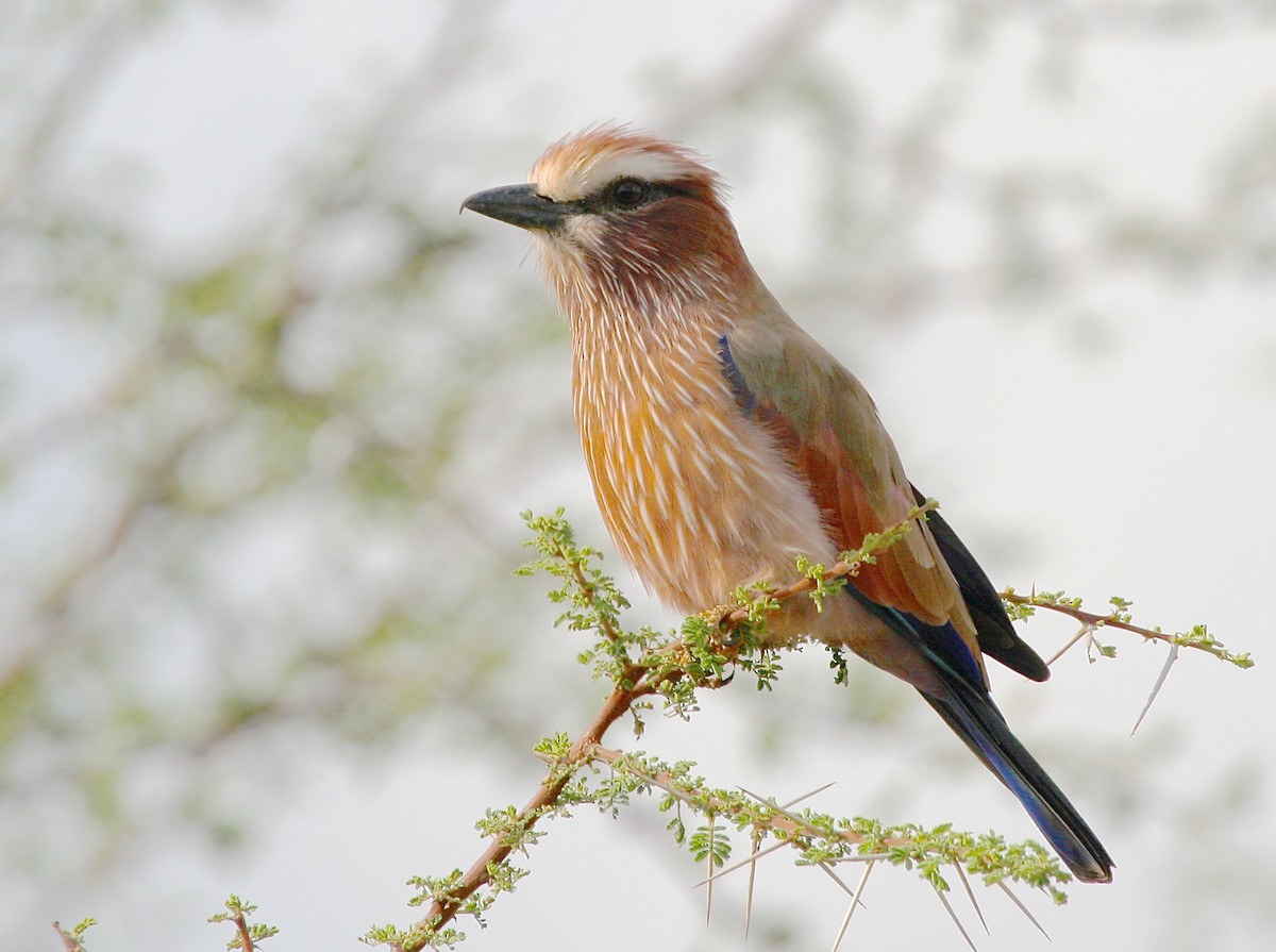 Purple Roller