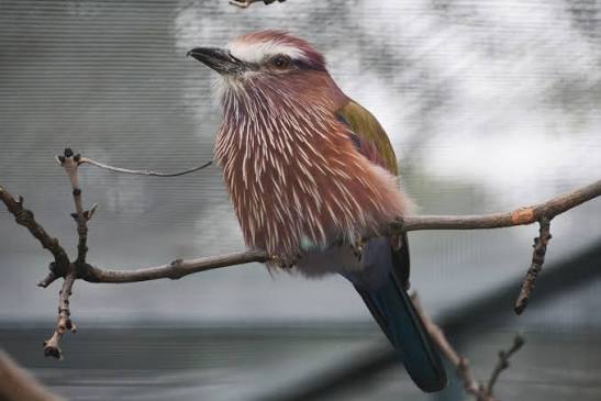 Rufous-crowned Roller in Murchison Falls National Park