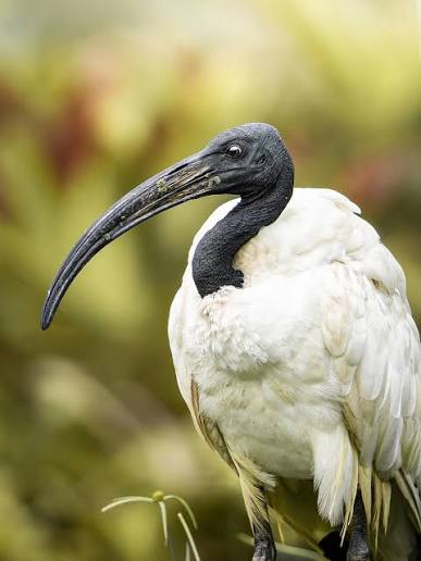 Sacred Ibis