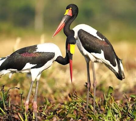 Saddle-billed Stork in Murchison Falls National Park