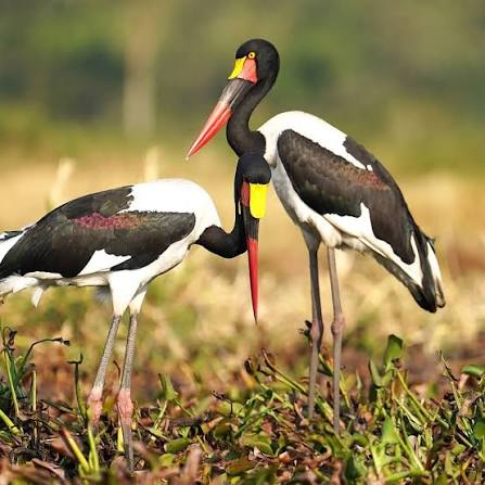 Saddle-billed Stork