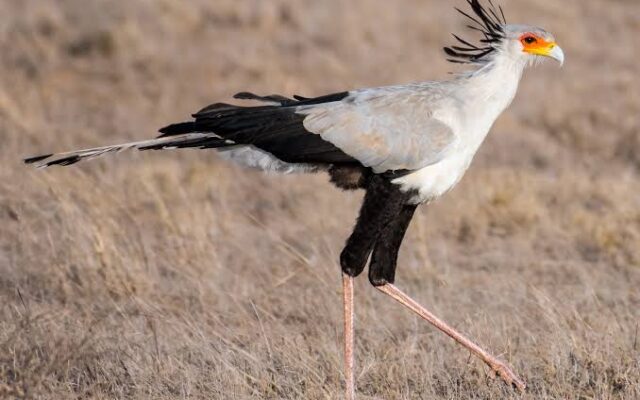 Secretary Bird in Murchison Falls National Park