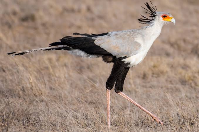 Secretary Bird