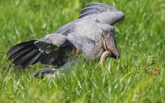 Shoebill in Murchison Falls National Park