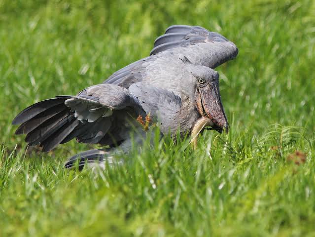 Shoebill