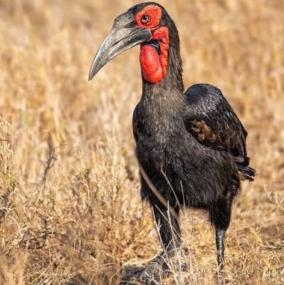 Southern Ground Hornbill in Murchison Falls National Park