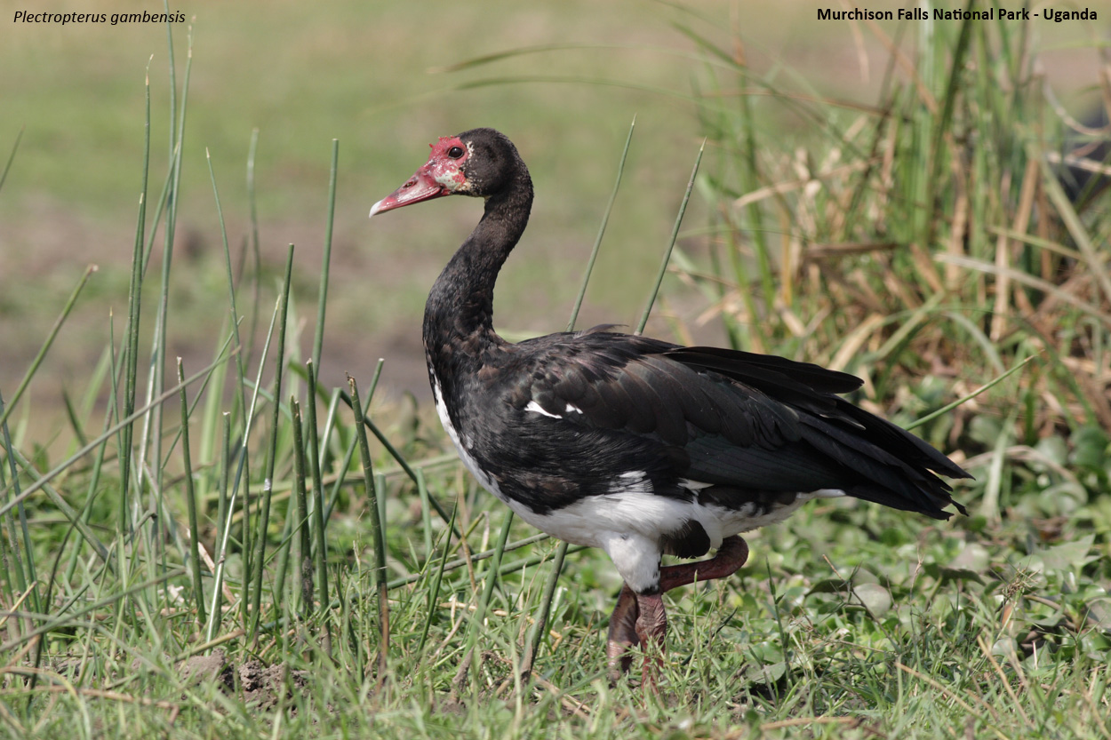 Spur-winged Goose