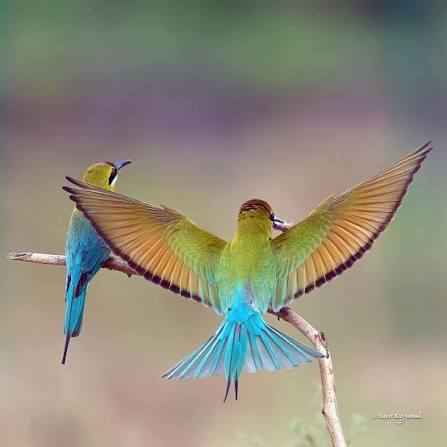Swallow-tailed Bee-eater